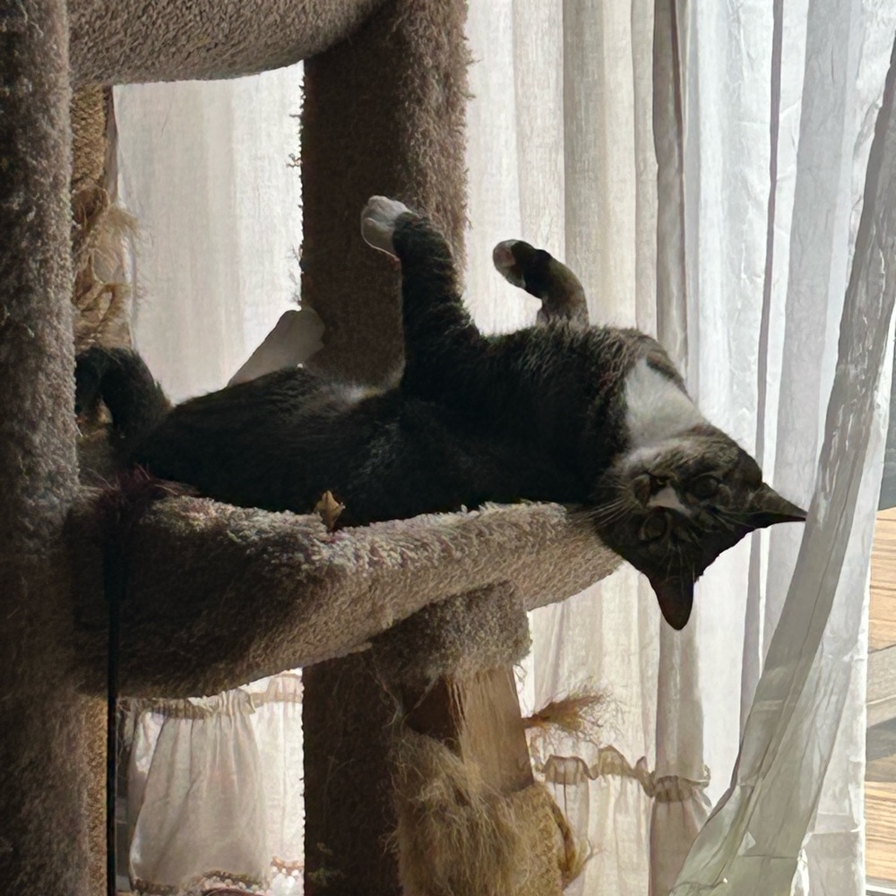 It’s a Share Show Sugar! Join me Wednesdays at noon EST to share yours and mine! - Picture 3 of 7